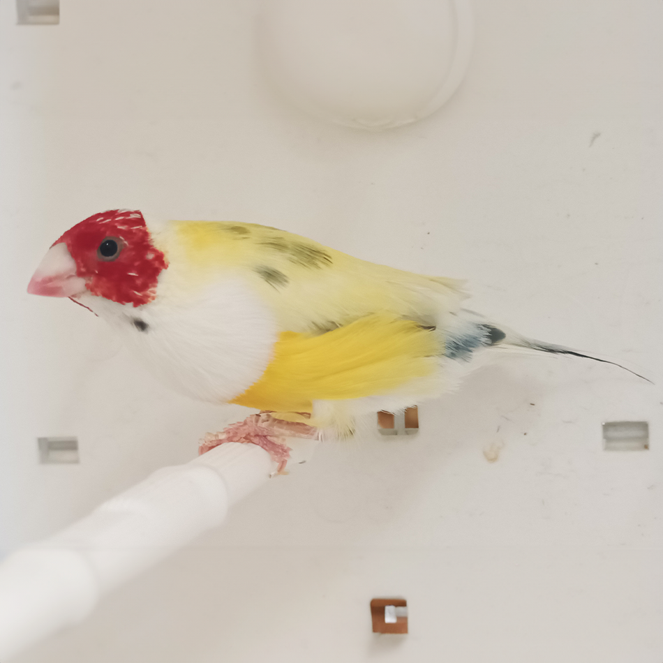 Lady Gouldian Finch - Pied