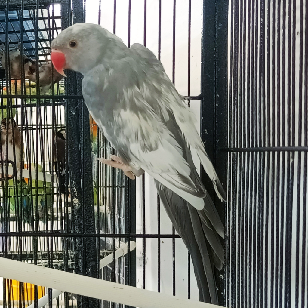 Indian Ring Neck Parrot - Harlequin Pied Grey Male — New York Bird ...