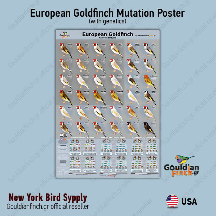 NEW European Goldfinch Mutation Poster
