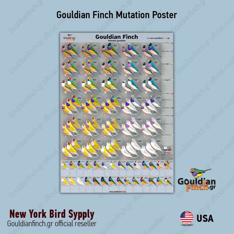 NEW Gouldian Finch Mutation Poster