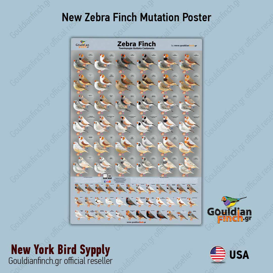 NEW Zebra Finch  Mutation Poster