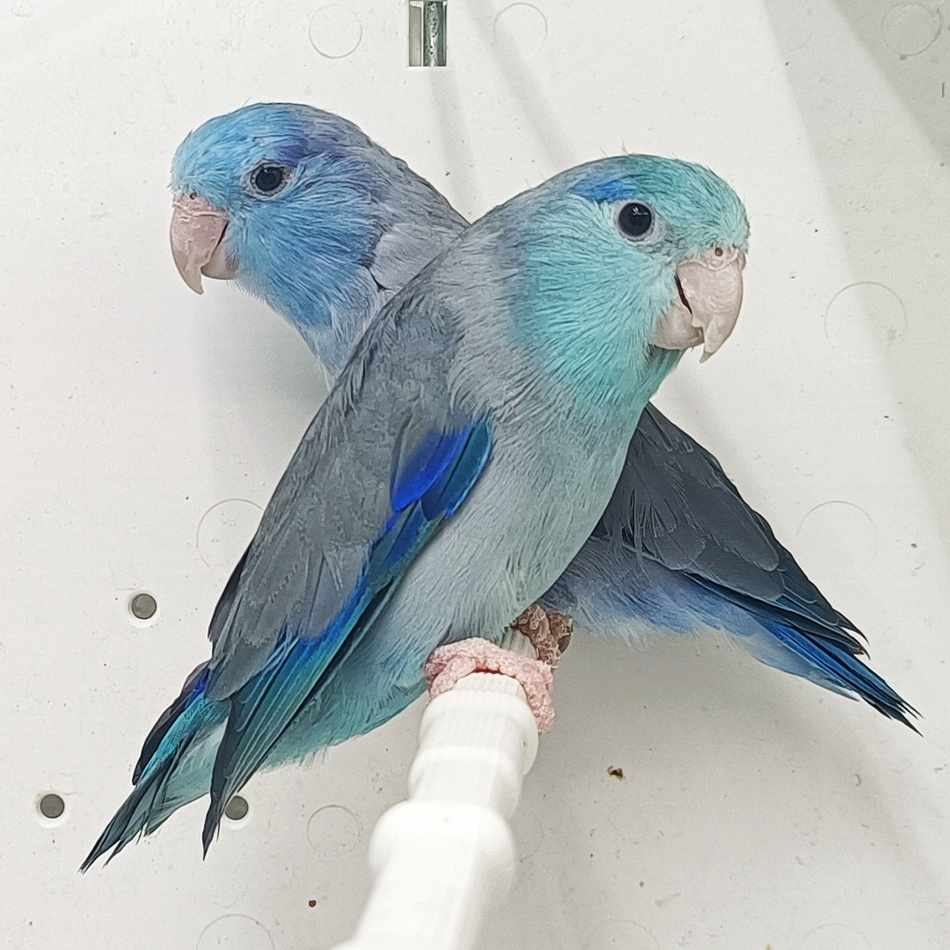 Pacific Parrotlet Blue