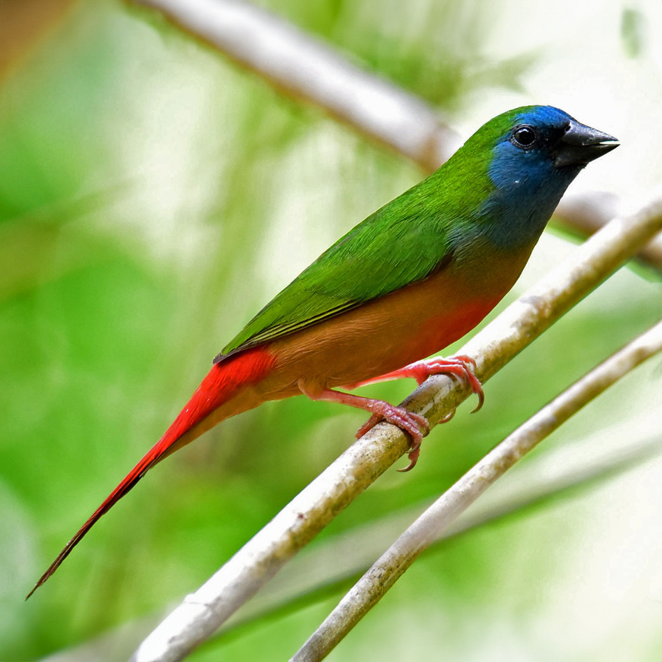 Pin-tailed Parrotfinch Pair