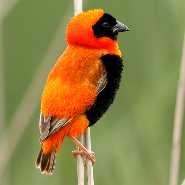 Finch Red Bishop Male