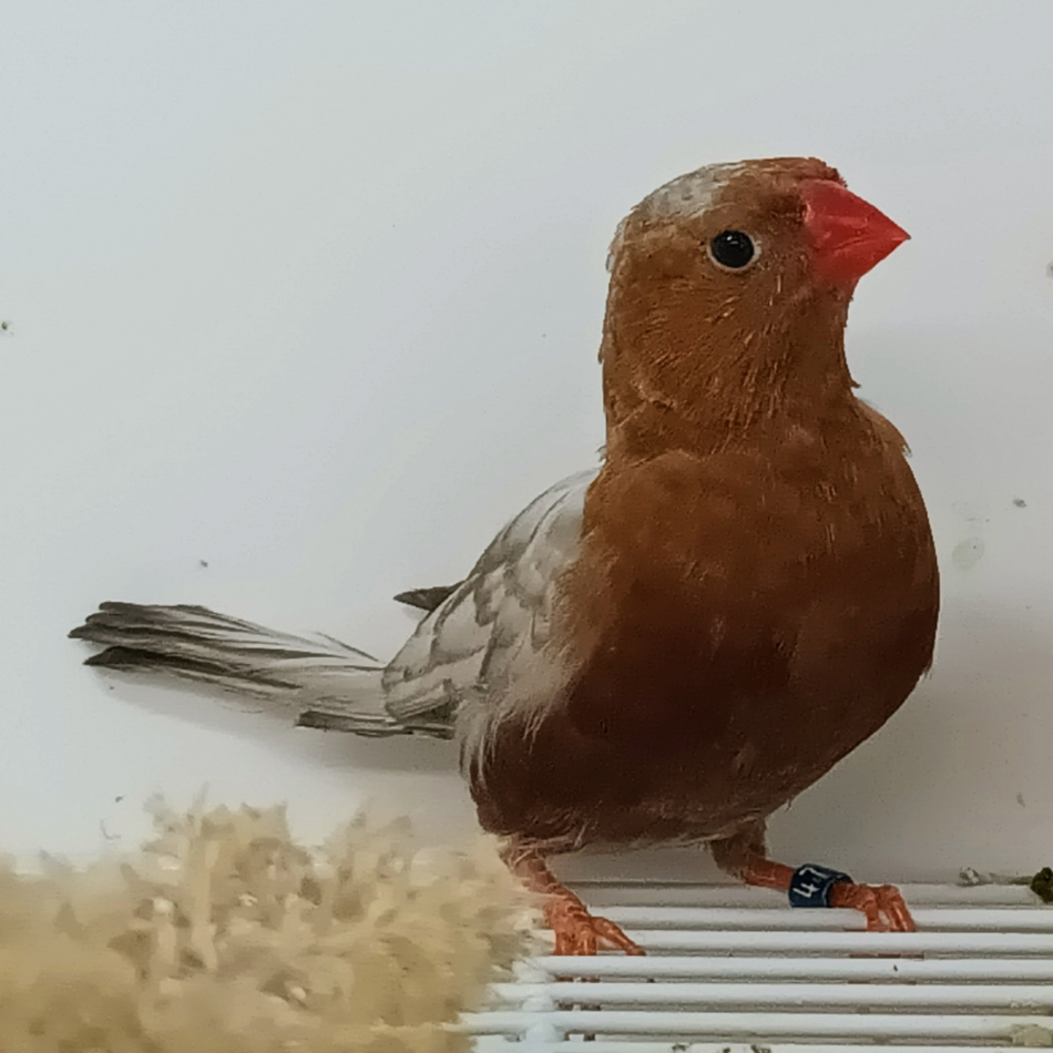 Zebra Finch Eumo Brown