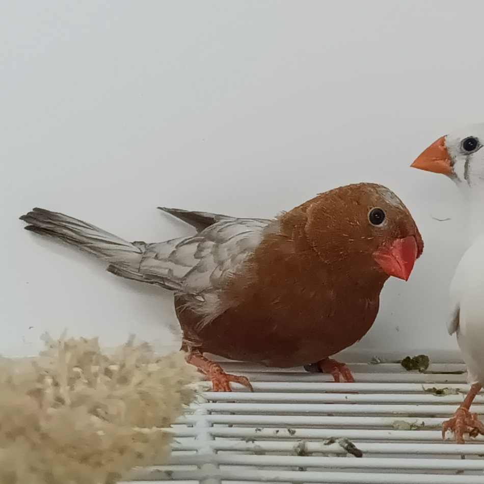 Zebra Finch Eumo Brown