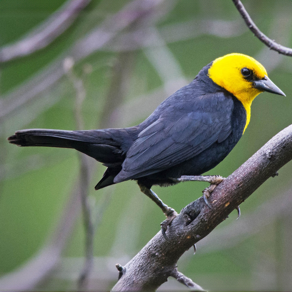 Yellow-Hooded Blackbird
