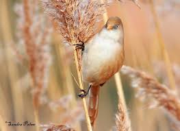 Bearded Reedling Tit - New York Bird Supply