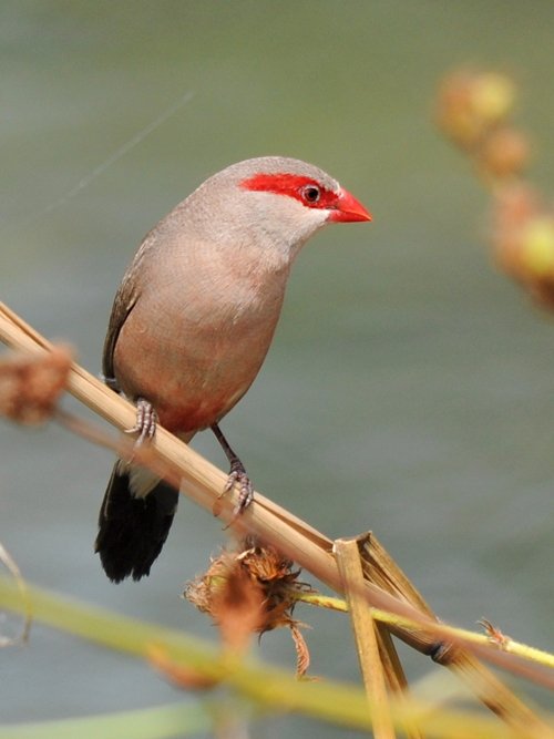 Black-rumped (Red-eared) Waxbill - New York Bird Supply