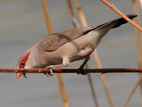 Black-rumped (Red-eared) Waxbill - New York Bird Supply