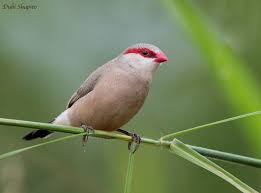 Black-rumped (Red-eared) Waxbill - New York Bird Supply