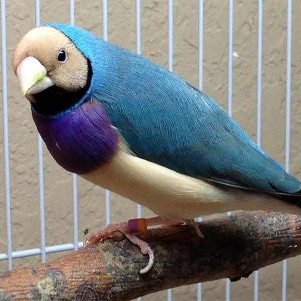 Blue Back Gouldian Finch - New York Bird Supply