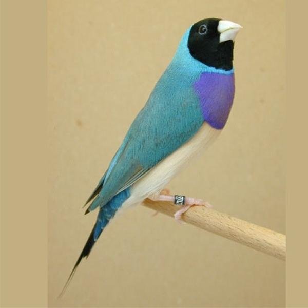 Blue Back Gouldian Finch - New York Bird Supply