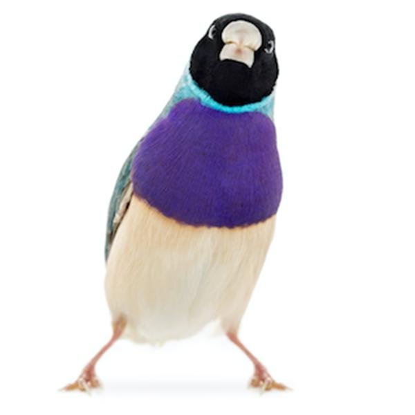 Blue Back Gouldian Finch - New York Bird Supply