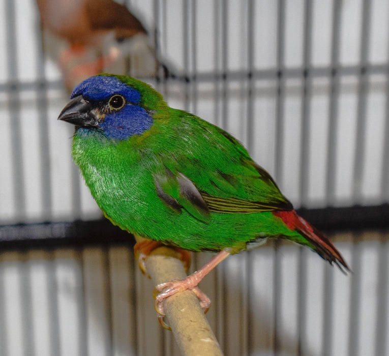 Blue Faced Parrotfinch - New York Bird Supply
