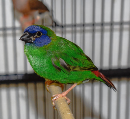 Blue Faced Parrotfinch - New York Bird Supply