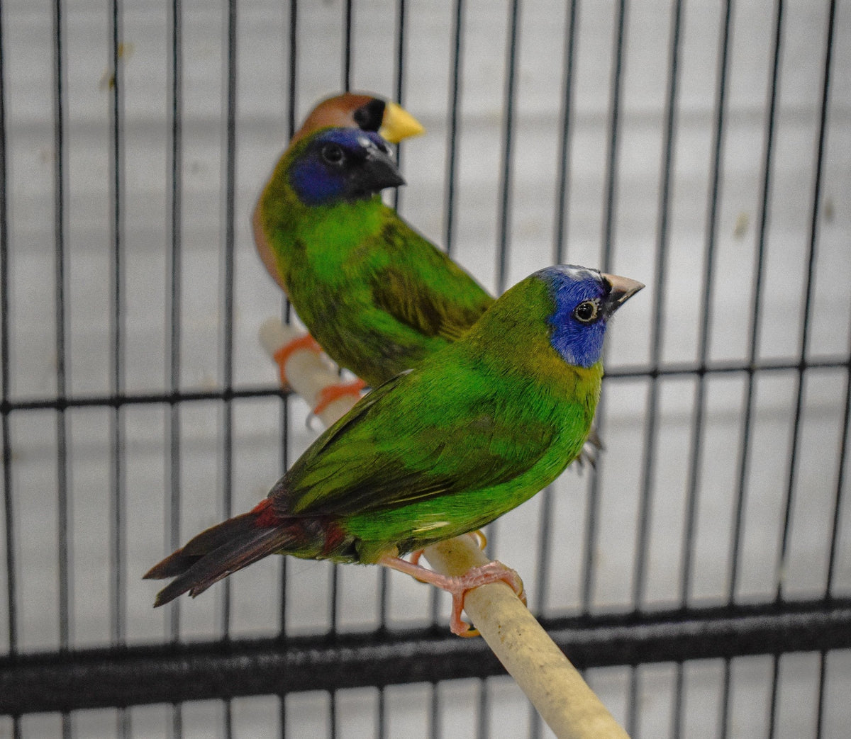 Blue Faced Parrotfinch - New York Bird Supply