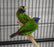 Blue Faced Parrotfinch - New York Bird Supply