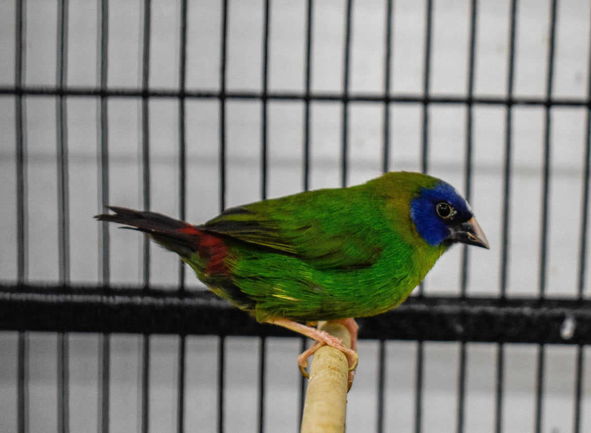 Blue Faced Parrotfinch - New York Bird Supply