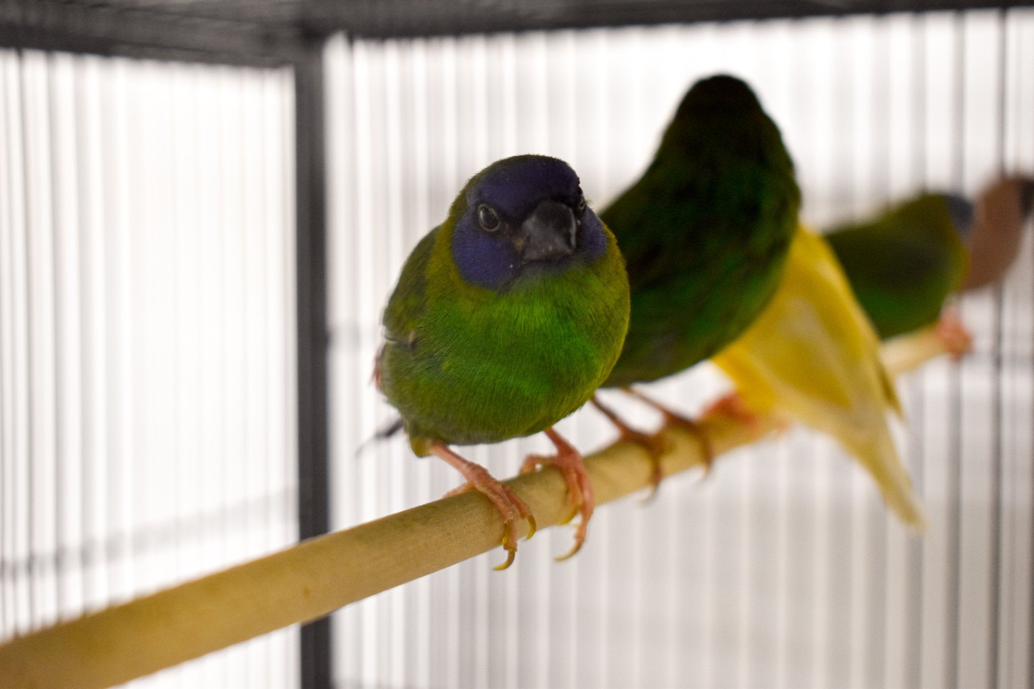 Blue Faced Parrotfinch - New York Bird Supply