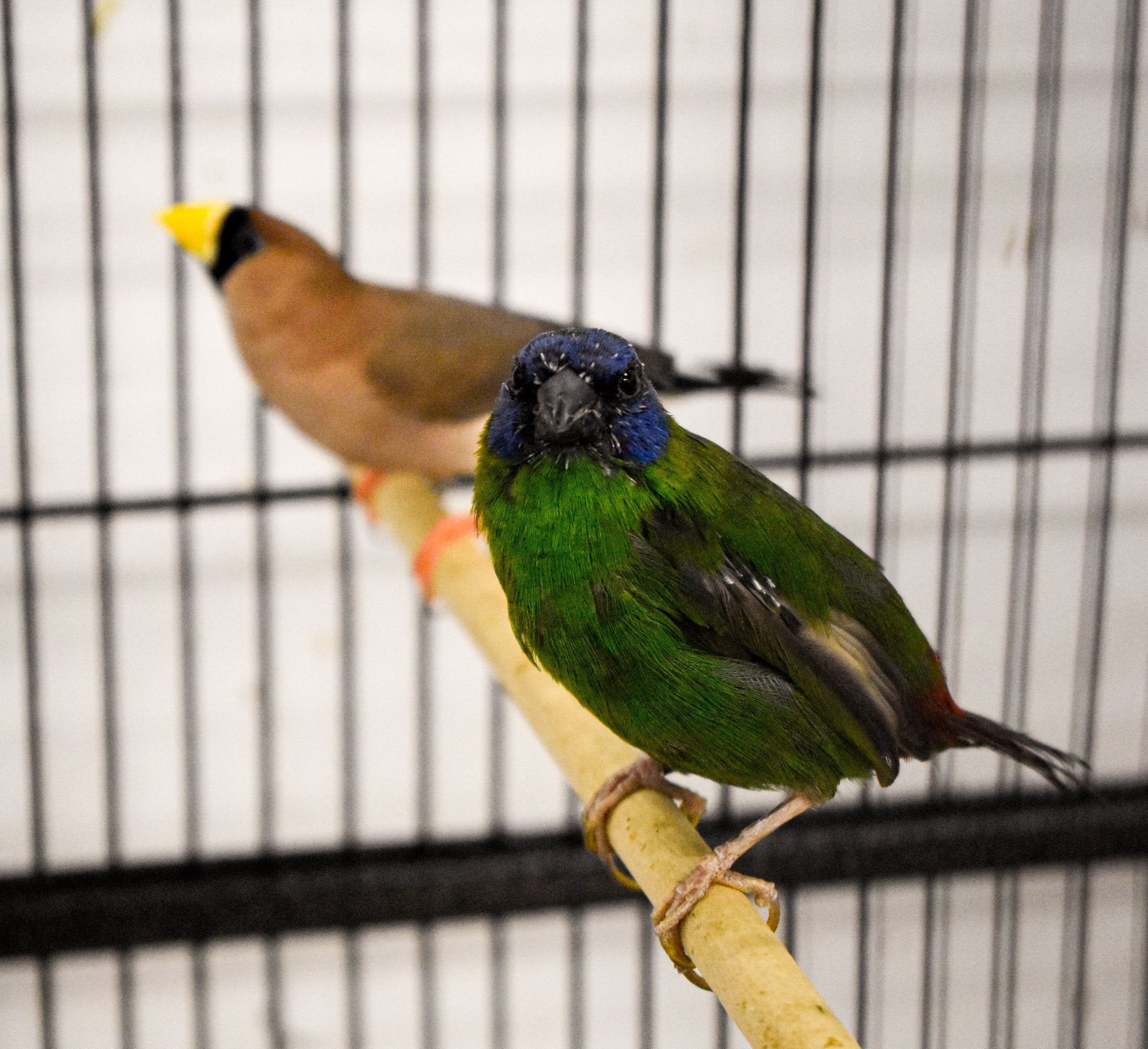 Blue Faced Parrotfinch - New York Bird Supply