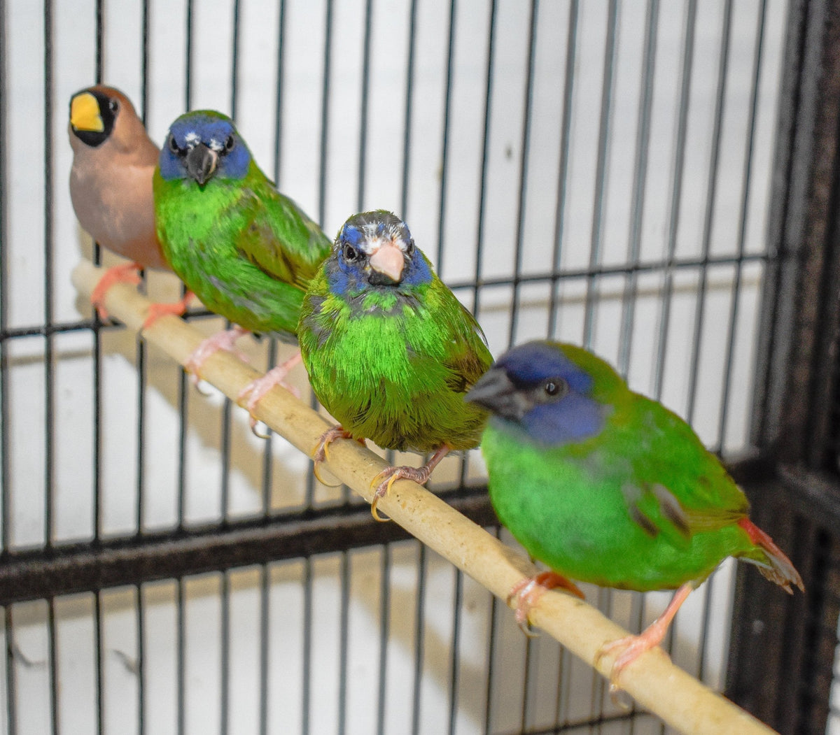 Blue Faced Parrotfinch - New York Bird Supply