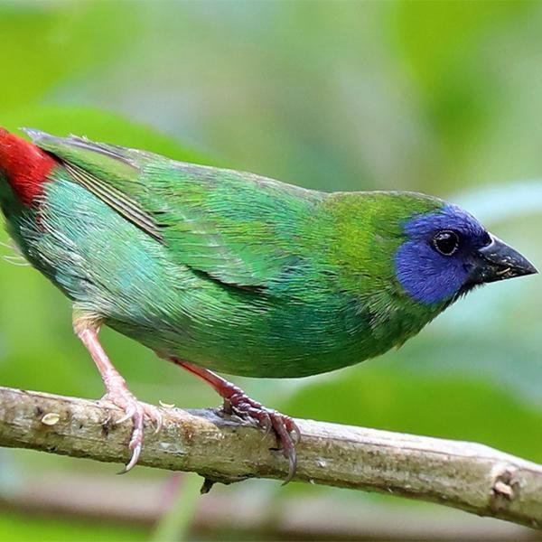 Blue Faced Parrotfinch - New York Bird Supply