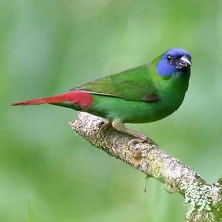 Blue Faced Parrotfinch - New York Bird Supply