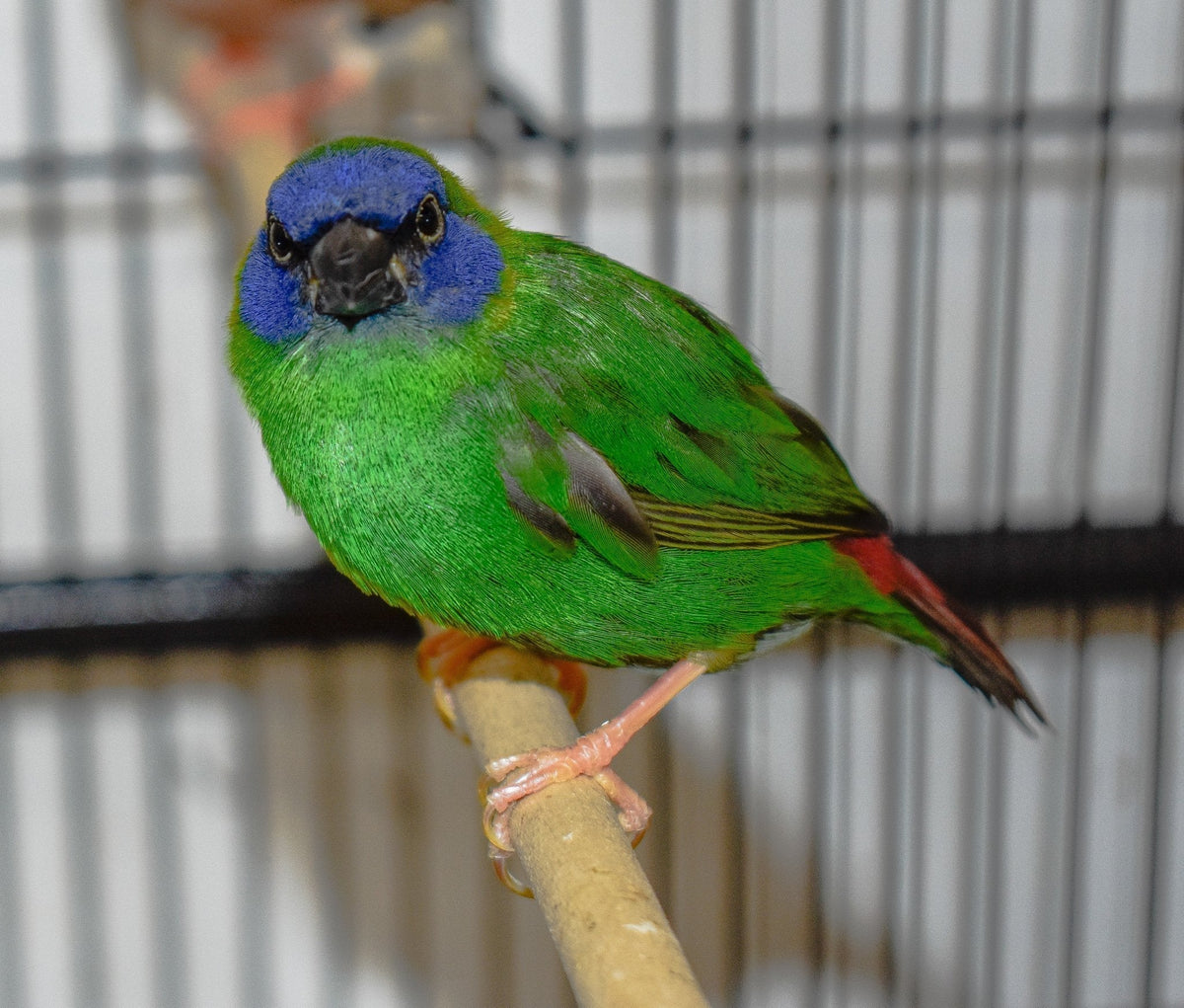 Blue Faced Parrotfinch - New York Bird Supply