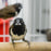 Bronze Wing Mannikin - New York Bird Supply