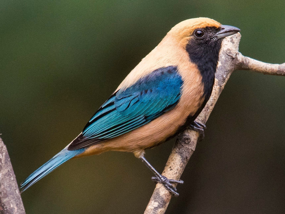 Burnished Buff Tanger - New York Bird Supply