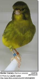 Canary Border - New York Bird Supply