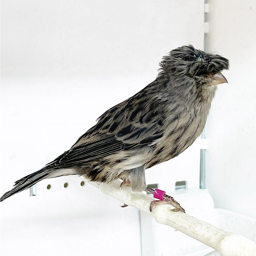 Canary Crested - New York Bird Supply