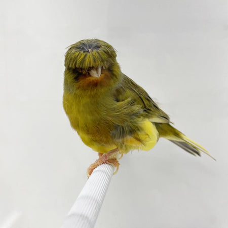Canary Crested Gloster - New York Bird Supply
