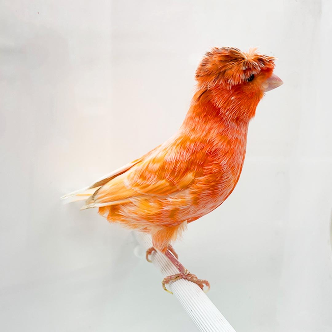 Canary Crested Red Factor - New York Bird Supply