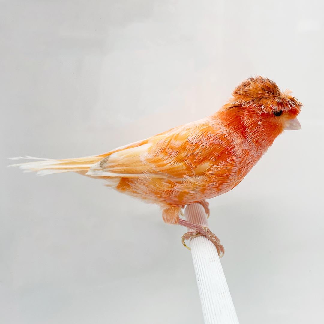 Canary Crested Red Factor - New York Bird Supply