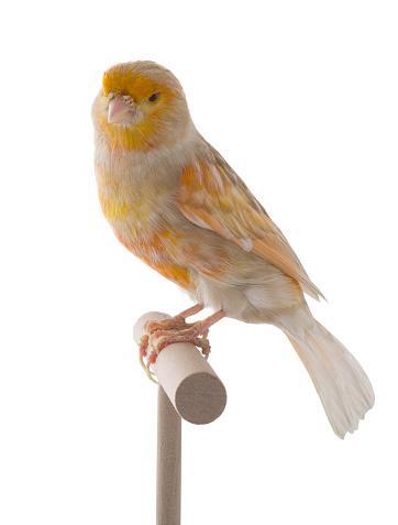Canary Feo - New York Bird Supply