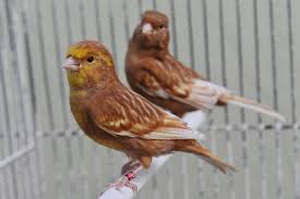 Canary Feo - New York Bird Supply