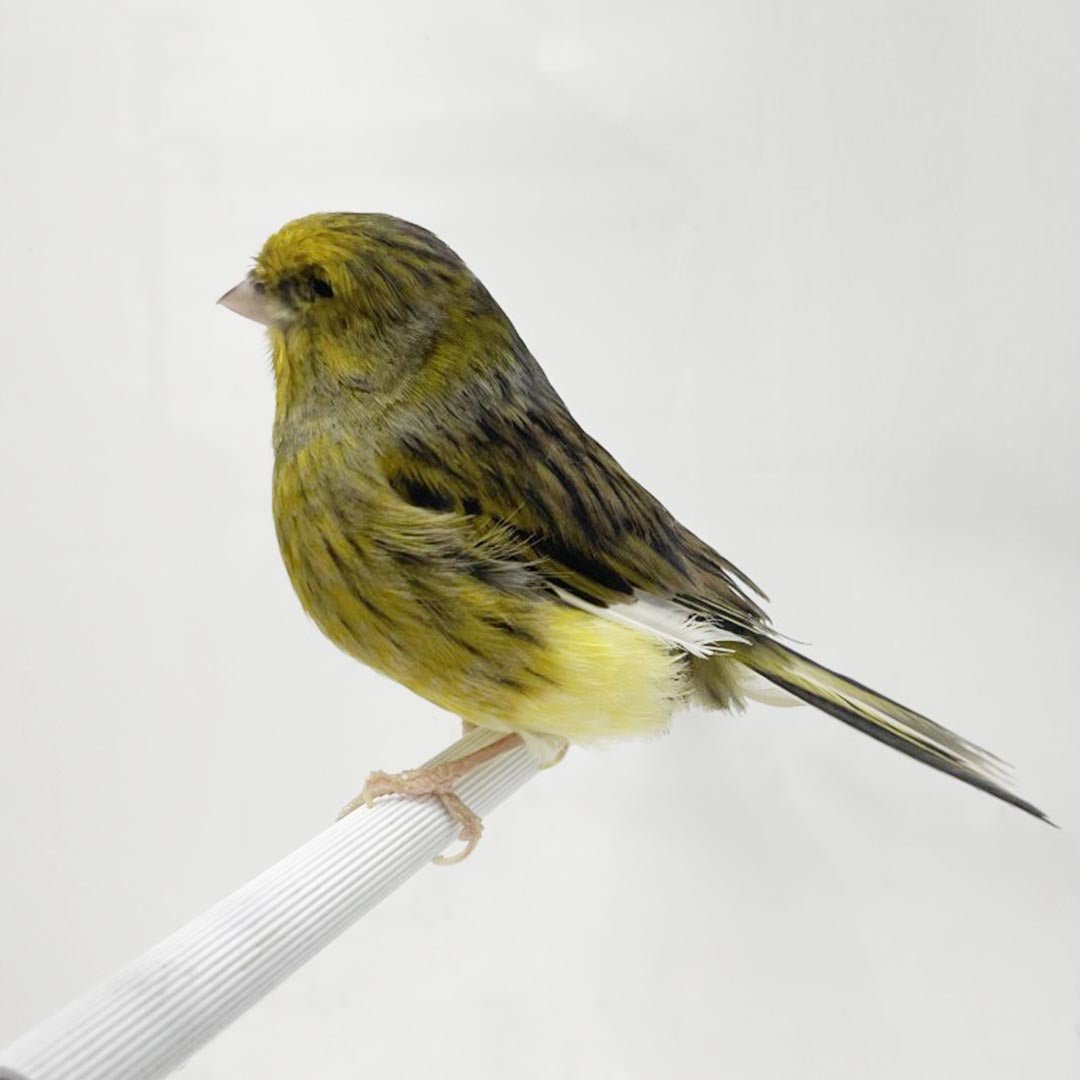 Canary Gloster - New York Bird Supply