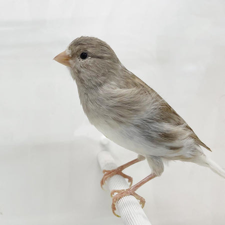 Canary Gray and White Agate - New York Bird Supply