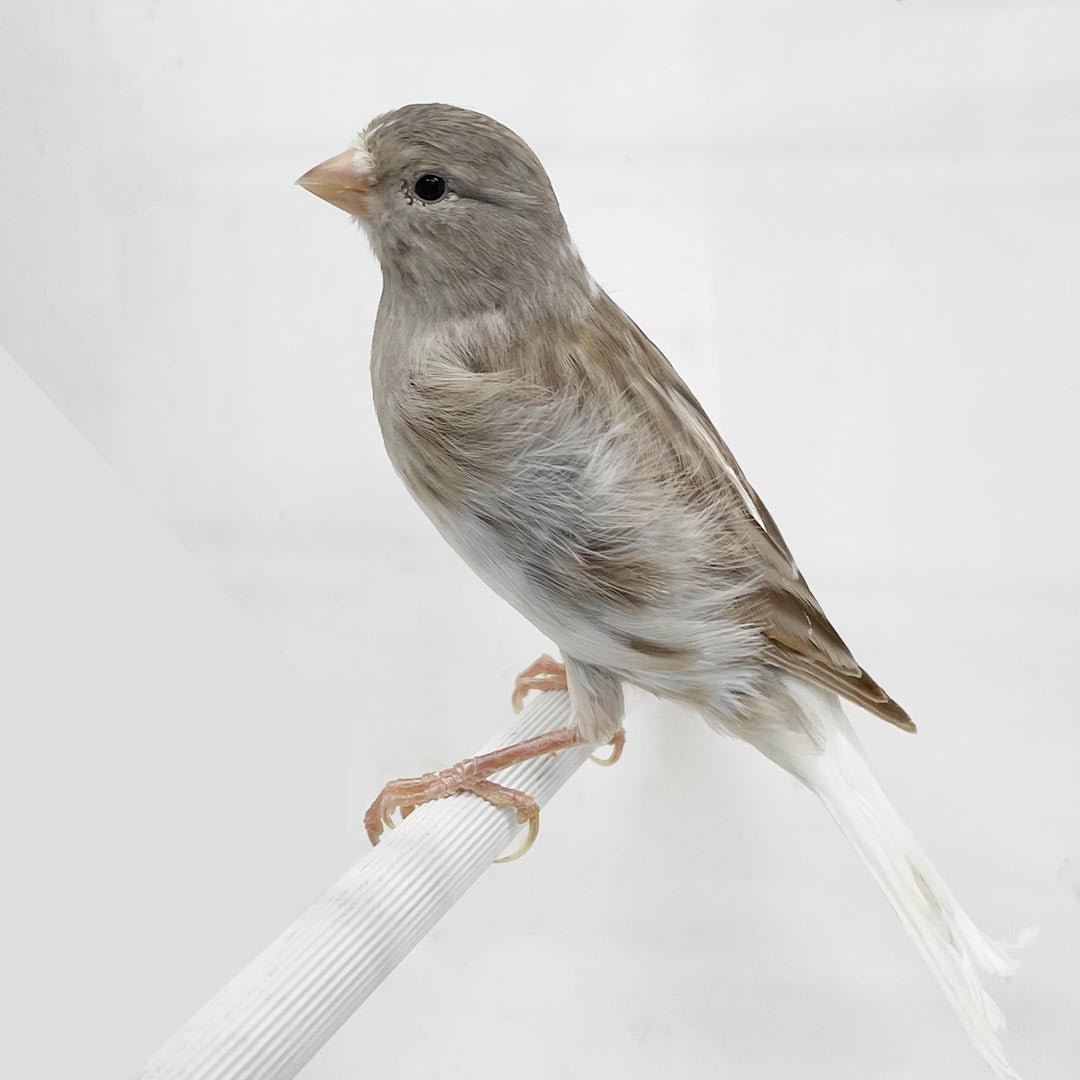 Canary Gray and White Agate - New York Bird Supply