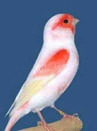 Canary Mosaic White and Red - New York Bird Supply