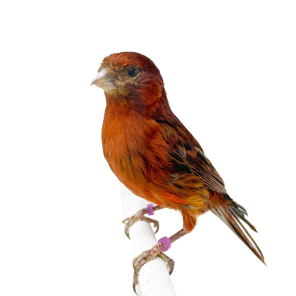 Canary Red Brown - New York Bird Supply