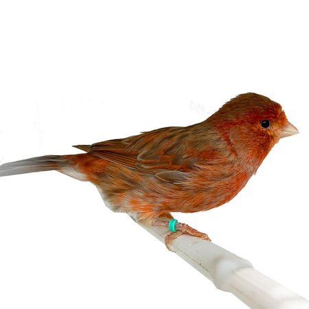 Canary Red Brown Mosaic - New York Bird Supply