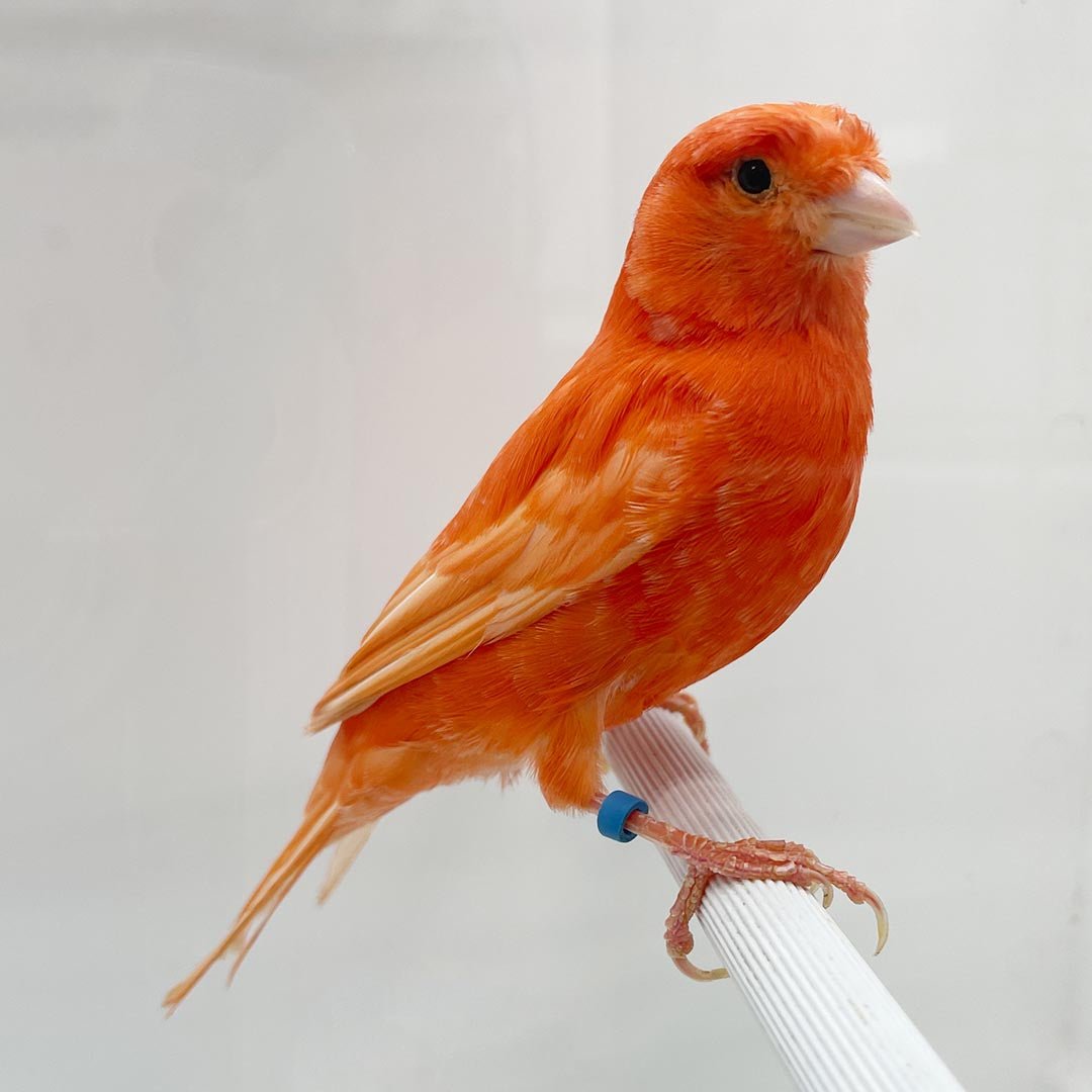 Canary Red Factor - New York Bird Supply