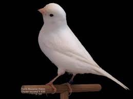 Canary White - New York Bird Supply