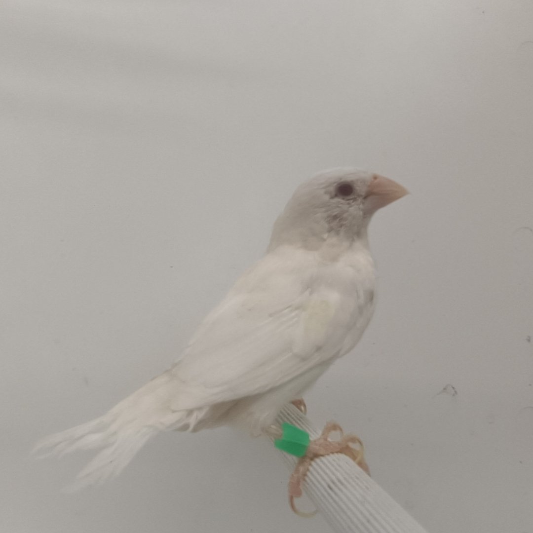 Canary White - New York Bird Supply