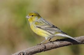 Canary Yellow - New York Bird Supply