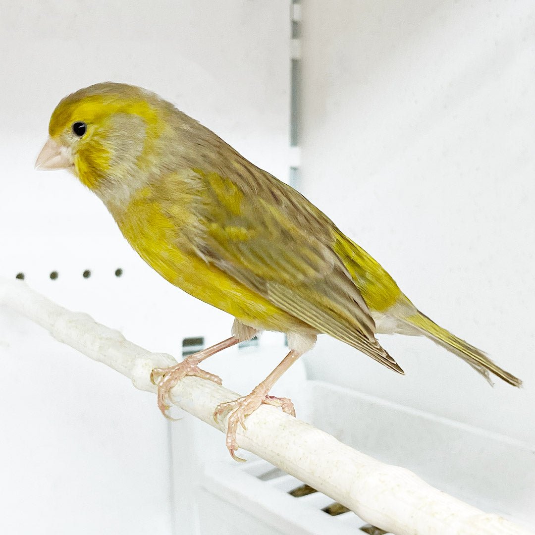 Canary Yellow Agate - New York Bird Supply