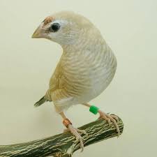 Cherry Finch Fawn - New York Bird Supply